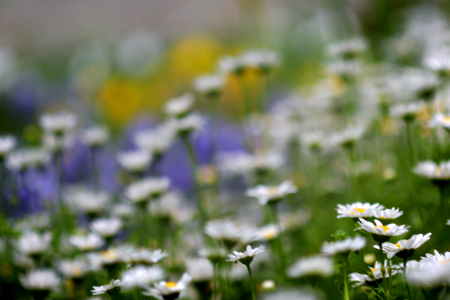 Daisy, backgroundの写真素材