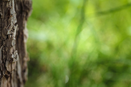 tree place ground background imagesの写真素材