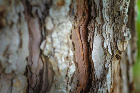 tree place ground background images