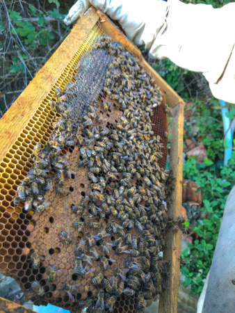 Honey bees on honeycomb in apiary. Honeycomb with bees.