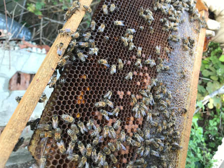 Bees on honeycomb in apiary, closeup of photo