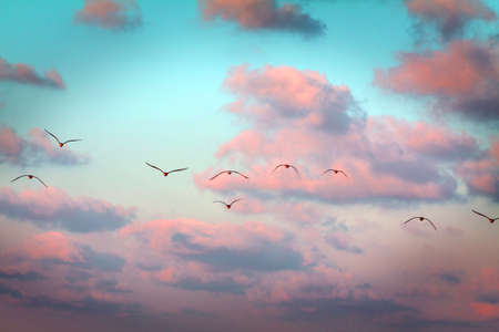 clouds and migrating birdsの写真素材