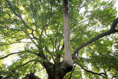 big tree with green leaves in the park, photo as a background, digital image