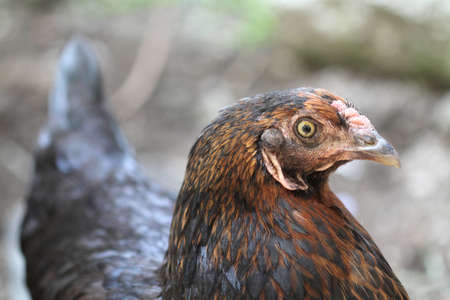 Portrait of a hen in the yard. Close-up.の写真素材