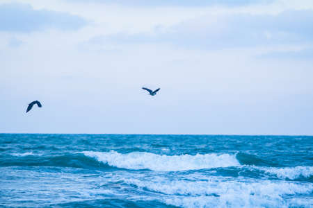 Seagulls flying over the sea. Beautiful seascape.の写真素材