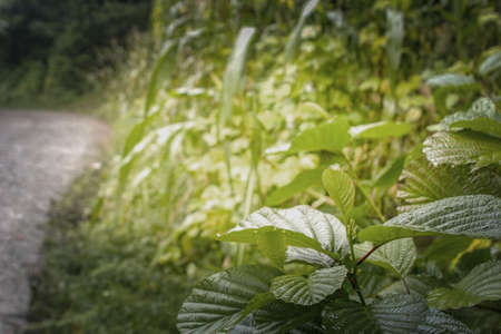 Green leaves on the background of a road in the forest in summer