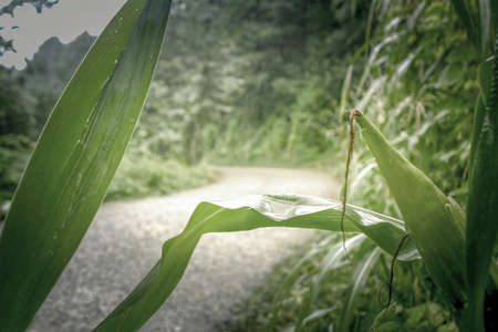 Green leaves of corn growing on the side of a forest road.の写真素材