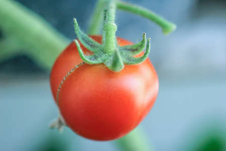 Close-up of a ripe red cherry tomato on a branch.の写真素材