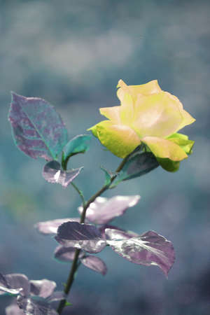 Beautiful yellow rose with green leaves on a background of blue skyの写真素材