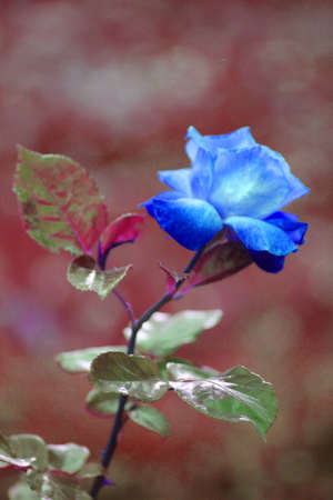 Beautiful blue rose on a background of red leaves. Selective focus.の写真素材