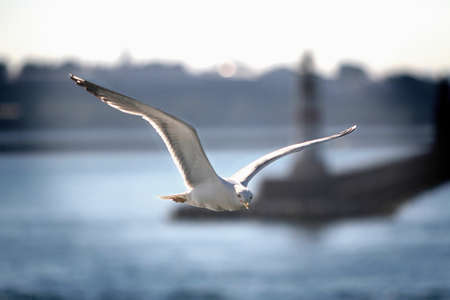Seagull flying in the sky over the sea in Istanbul, Turkeyの写真素材