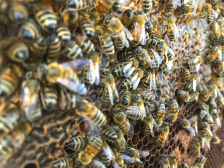 Bees on honeycomb in apiary. Close up view of the working bees on honeycells.の写真素材
