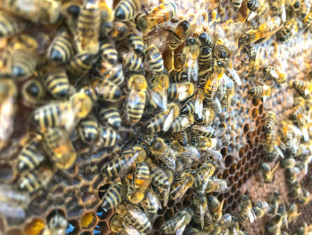 Bees on honeycomb in apiary. Close up view of the working bees on honeycells.