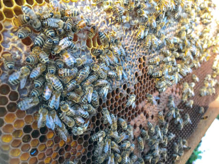 Close up view of the working bees on honeycells from a bee hive.