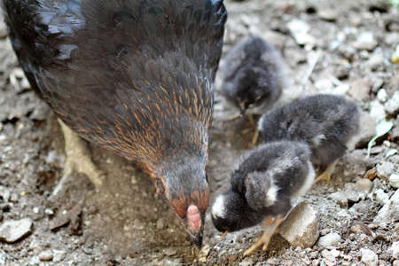 Mother hen and her newborn chickens on a farm. Selective focus.の写真素材