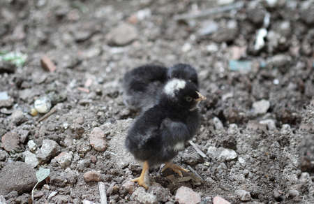little baby chicken on the farm, close-up of a chickの写真素材