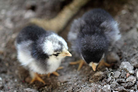 Chickens on the farm. Chicks on the farm.の写真素材
