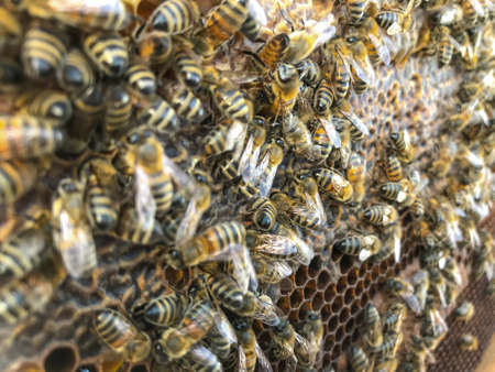 Close up view of the working bees on honeycells. Beekeeping concept.の写真素材
