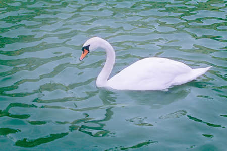 White swan swimming on the lake. The mute swan, Cygnus olorの写真素材