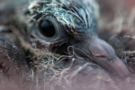 Close-up of a baby pigeon with feathers in its beakの写真素材