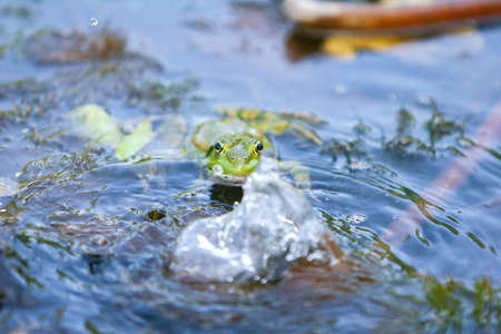 Frog in the water, close-up, selective focus.の写真素材