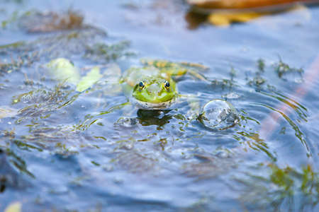 Frog in the water. Green frog swims in the water.