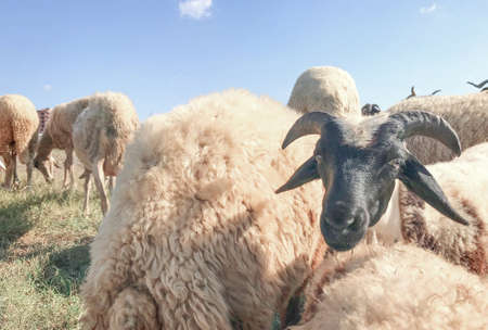 Sheep on the farm. Flock of sheep on the farm.の写真素材