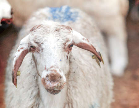 Sheep in a farm, close-up on a white backgroundの写真素材