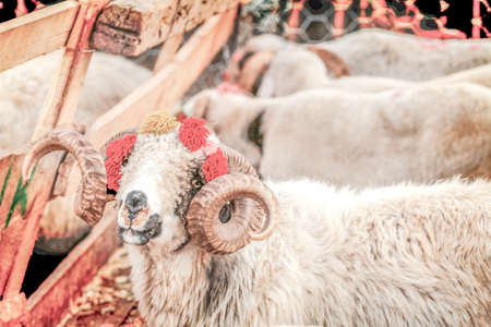 Sheep for sale in the market, close-up, selective focusの写真素材