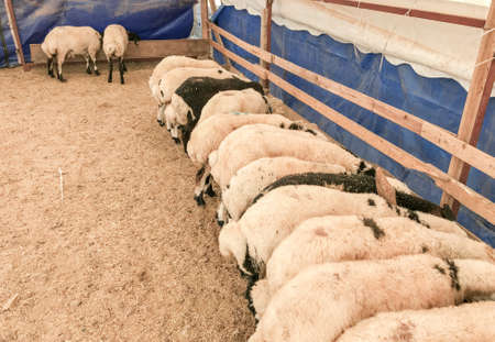 Flock of sheep in pen on farm. Animal husbandry.の写真素材