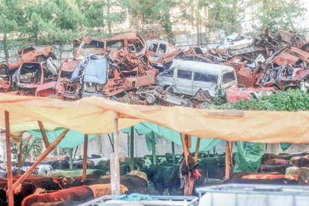 Abandoned cars in the parking lot of a junkyard