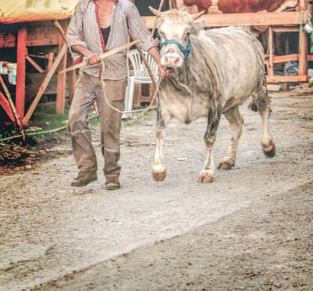 A cow is being fed by a man in a rural area.の写真素材
