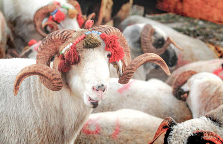 Sheep with horns and scarves for sale at a local marketの写真素材
