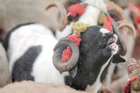 Sheep at the sheep market in the city of Salvador, Bahia, Brazil.
