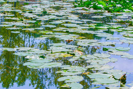 longoz natural habitat and nature photosの写真素材