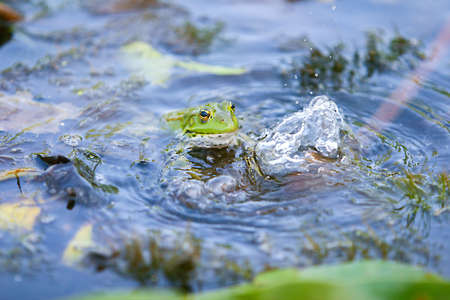 longoz and habitat nature parkの写真素材