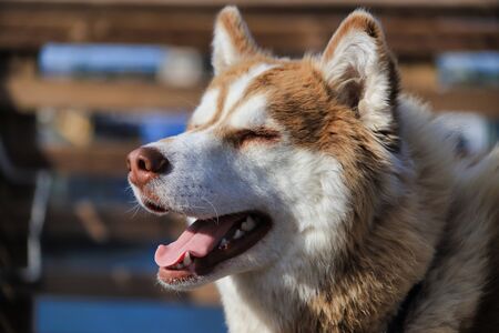 Happy dog in the sunの写真素材