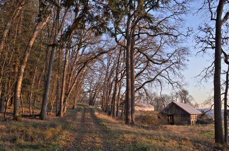 Abandoned cabin and a tree pathの写真素材