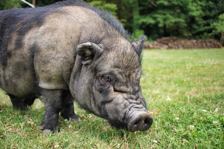 Boar in the French countrysideの写真素材