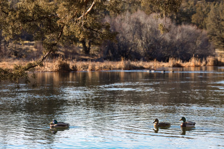 Ducks swimming on the lake in the park. Winter time.の写真素材