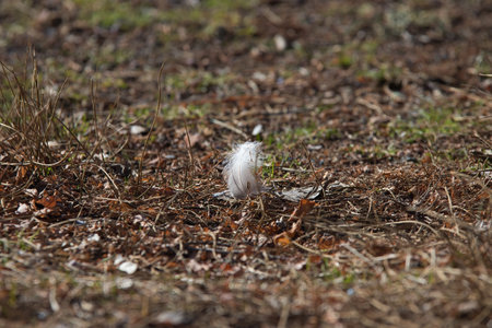 White feather on the ground in the spring.の写真素材