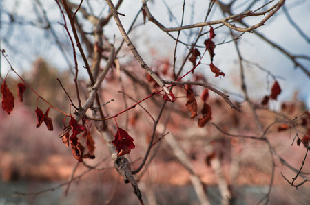 Red leaves on the branches of a tree in the autumn forest.の写真素材