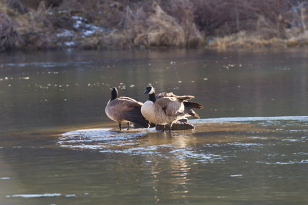 Geese (Branta canadensis) standing in a lake