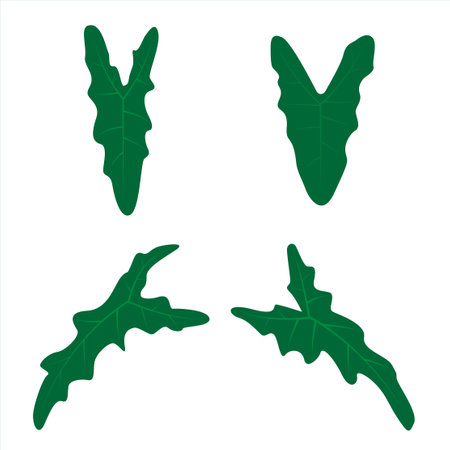 monstera adansonii leaf set, tropical leaf leaves set&#x9;&#xD;&#xA;のイラスト素材