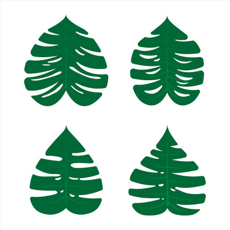 monstera leaf tropical leaf set vectorのイラスト素材