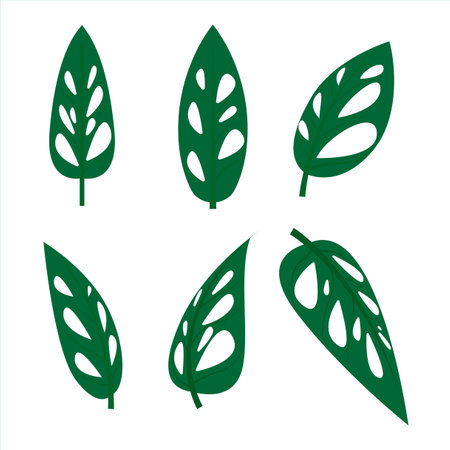 monstera adansonii leaf set, tropical leaf leaves set&#x9;vector&#xD;&#xA;&#xD;&#xA;のイラスト素材