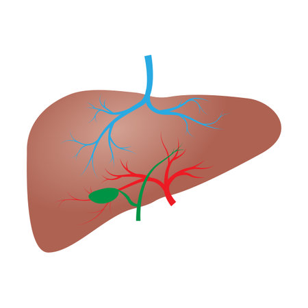 liver detail human organ bodyのイラスト素材