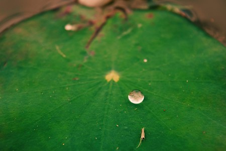 pond plant in the eveningの写真素材