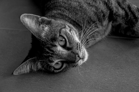 cat black and white 2の写真素材