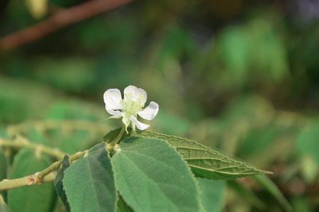 flower among leavesの写真素材
